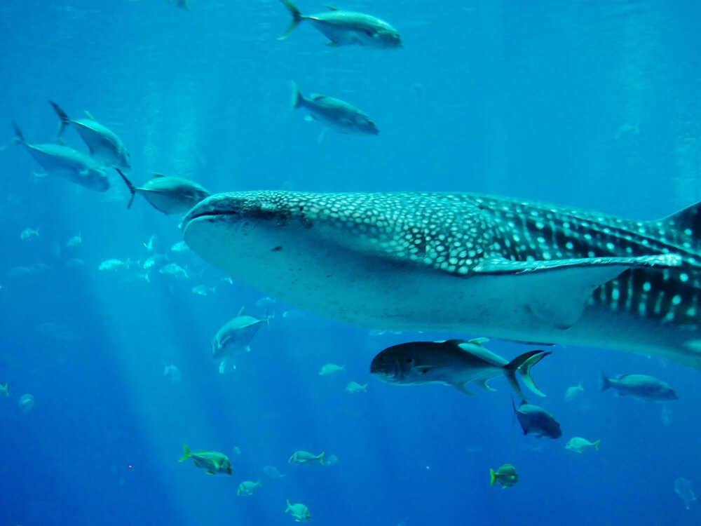 Tour, experiencia Nado con Tiburón Ballena