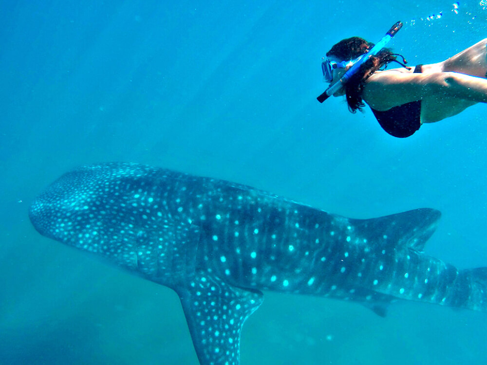 Tour, experiencia Nado con Tiburón Ballena