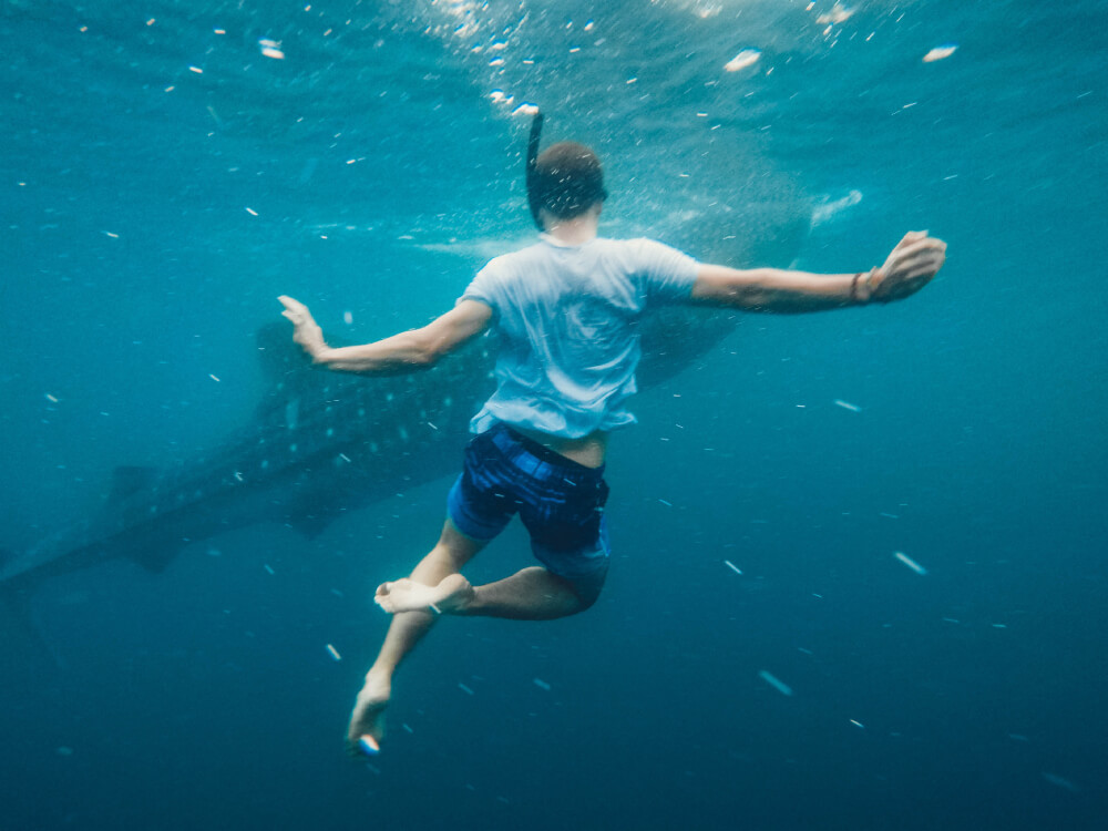 Tour, experiencia Nado con Tiburón Ballena