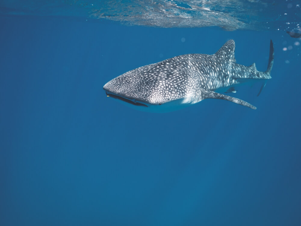 Tour, experiencia Nado con Tiburón Ballena